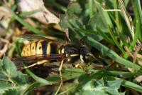 Vespula vulgaris