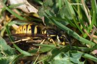 Vespula vulgaris
