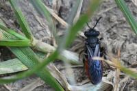 Sphecodes albilabris