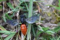 Sphecodes albilabris