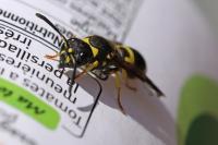 Ancistrocerus nigricornis