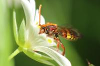 Nomada flava