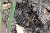 Colletes cunicularius