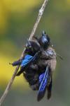 Xylocopa valga