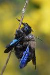 Xylocopa valga