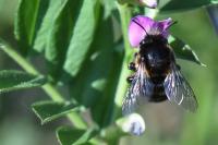 Anthophora retusa
