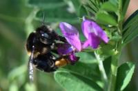 Anthophora retusa