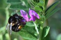 Anthophora retusa