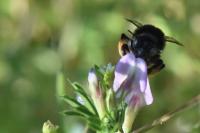 Anthophora retusa