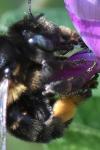 Anthophora retusa