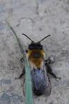 Andrena nitida