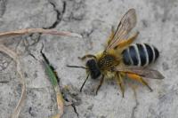 Andrena gravida