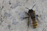 Andrena fulva
