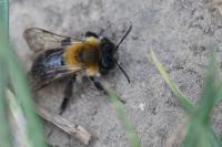 Andrena nitida