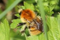 Bombus pascuorum