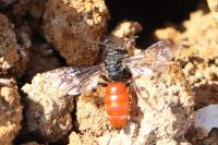 Sphecodes albilabris
