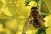 Andrena nigroaenea