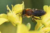 Andrena lagopus