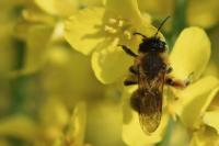 Andrena nigroaenea