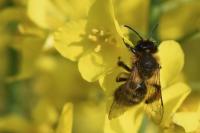Andrena nigroaenea