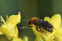 Andrena lagopus