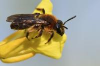 Andrena lagopus