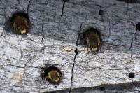 Osmia leaiana