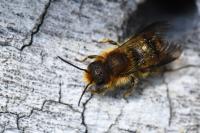 Osmia leaiana