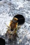 Osmia leaiana