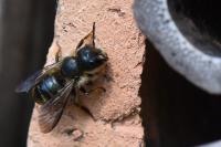 Osmia leaiana