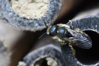 Osmia leaiana