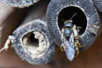 Osmia leaiana