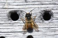 Osmia bicornis