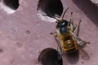 Osmia bicornis