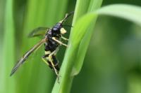 Tenthredo temula