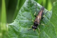 Tenthredo temula
