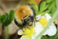 Bombus pascuorum