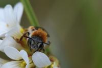 Andrena haemorrhoa