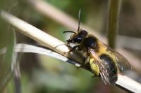 Andrena scotica