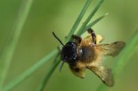 Andrena nigroaenea