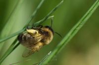 Andrena nigroaenea