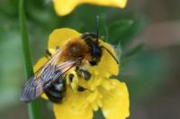 Andrena nitida