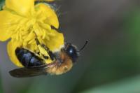 Andrena nitida