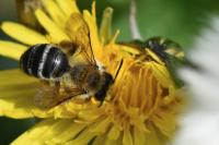 Andrena gravida