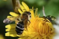 Andrena gravida
