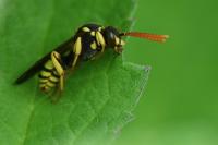 Nomada succincta
