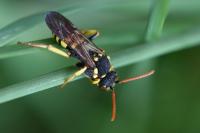 Nomada succincta