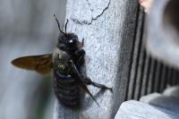 Xylocopa violacea