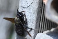 Xylocopa violacea