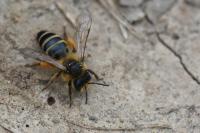 Andrena flavipes